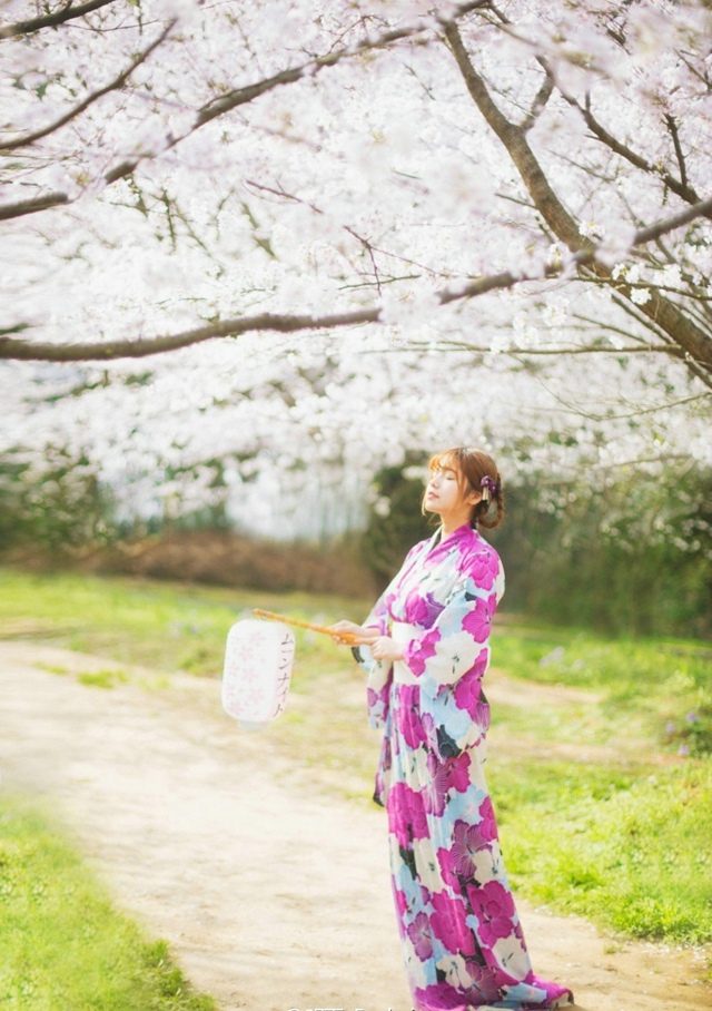 清纯美女樱花树下和服写真唯美迷人(3)