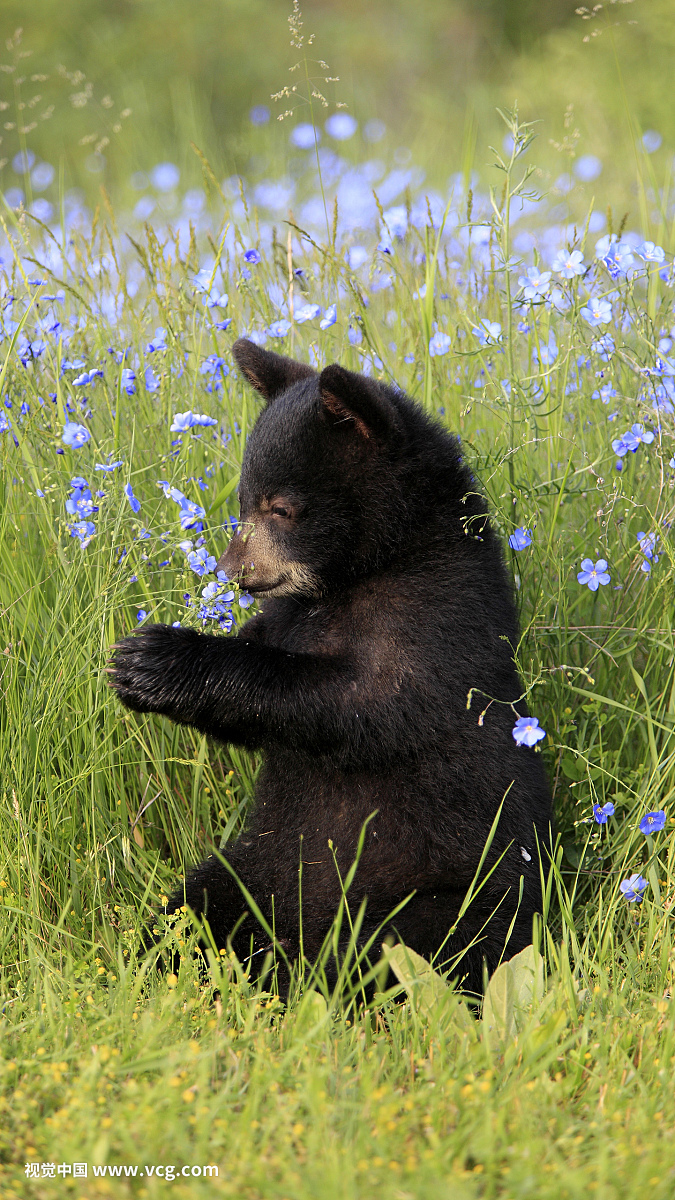 黑熊(Ursus americanus)