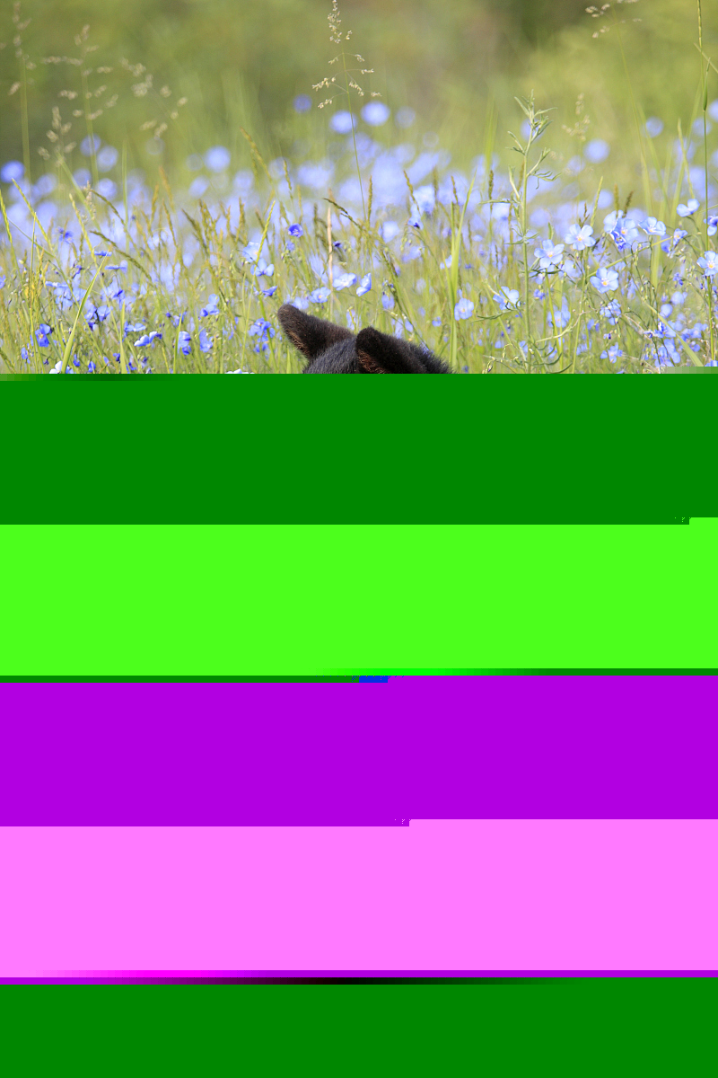 黑熊(Ursus americanus)