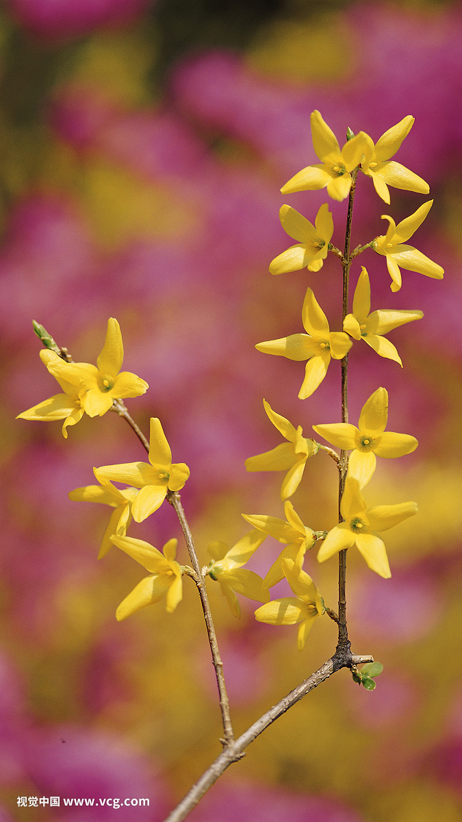 Republic of Korea,flowers